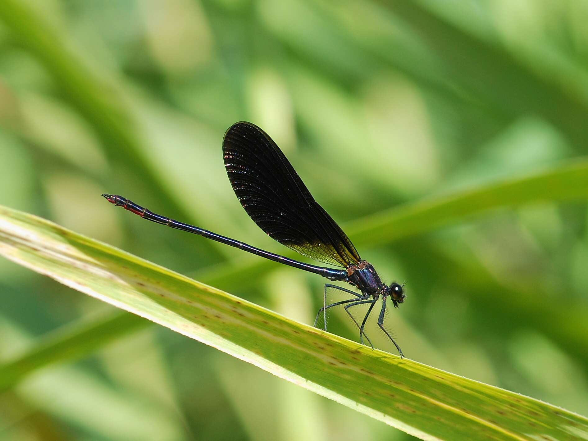 Image of Copper Demoiselle