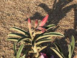 Image de Adenium obesum subsp. swazicum (Stapf) G. D. Rowley