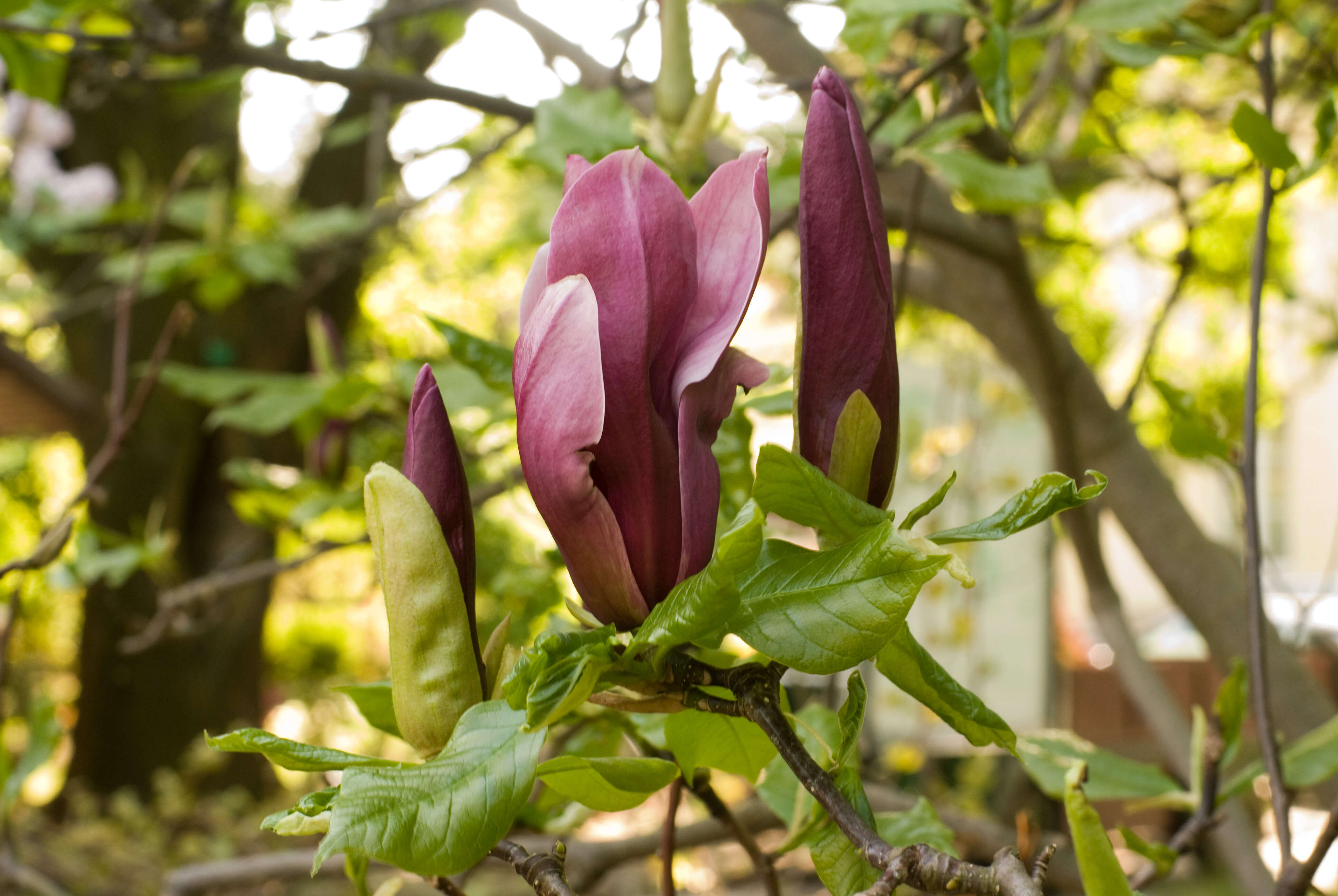 Image of Magnolia liliiflora Desr.