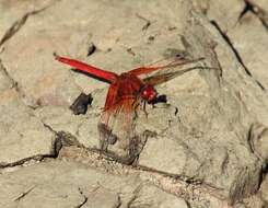 Image of <i>Trithemis kirbyi ardens</i> Gerstaecker 1891