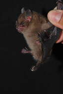 Image of highland yellow-shouldered bat