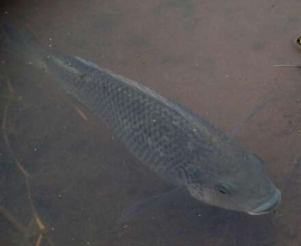 Image of Mozambique Tilapia