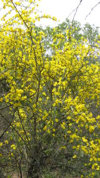 Image of Mopane Yellowthorn