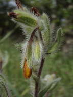 Image of Onosma graecum Boiss.