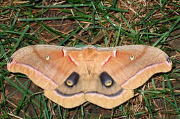 Image of Antheraea subgen. Telea Hübner (1819)