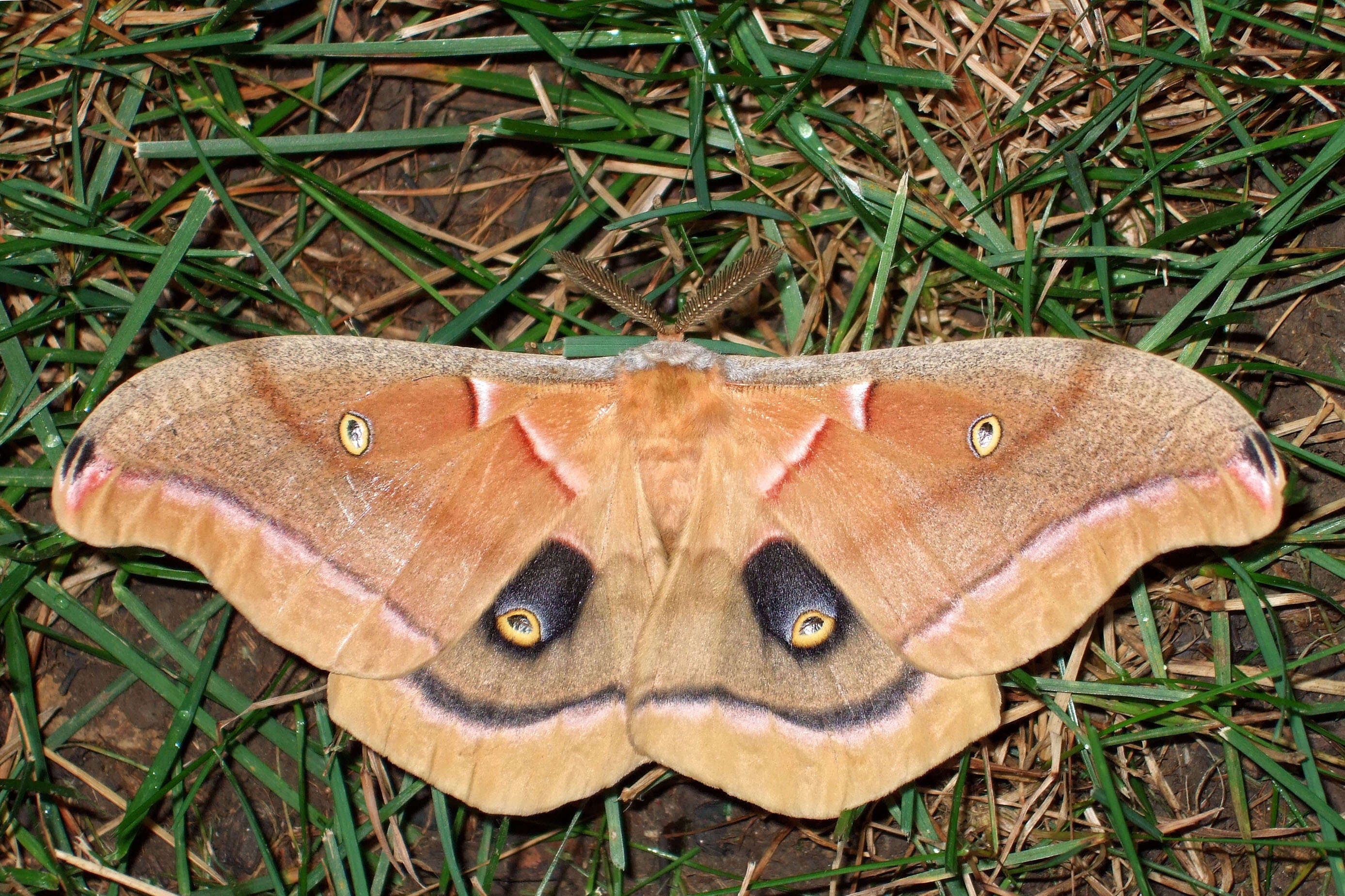 Image de Antheraea subgen. Telea Hübner (1819)