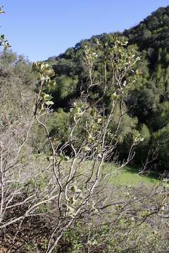 Imagem de Malacothamnus palmeri (S. Wats.) Greene