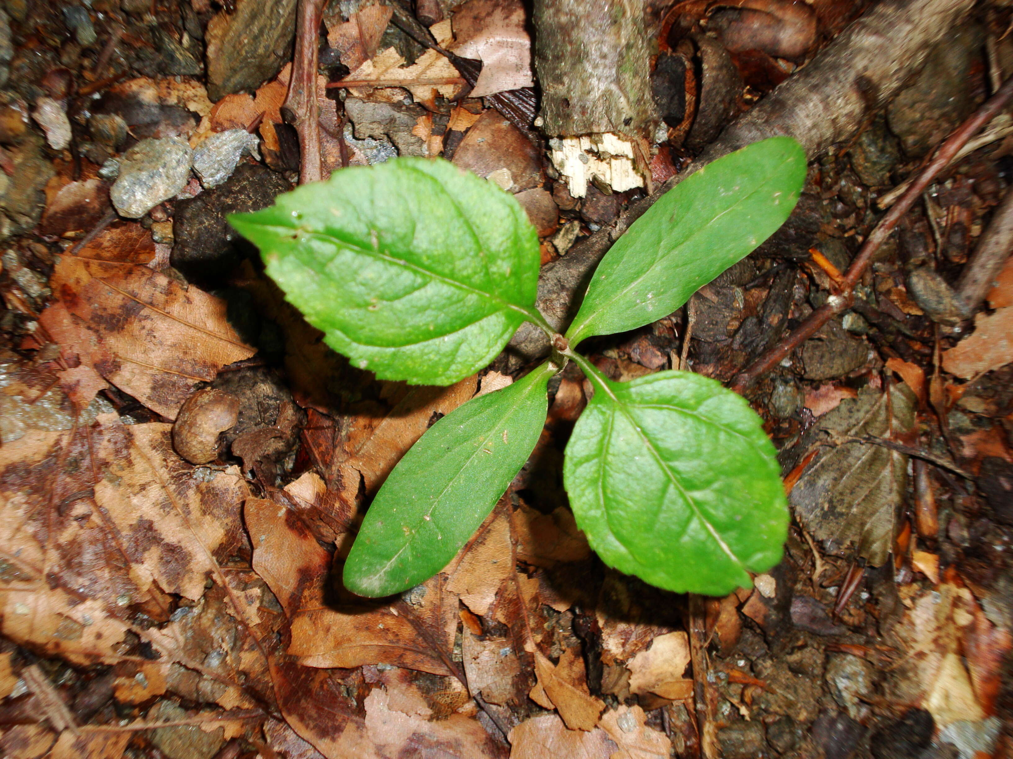 Imagem de Fraxinus excelsior L.