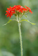 صورة Silene chalcedonica (L.) E. H. L. Krause