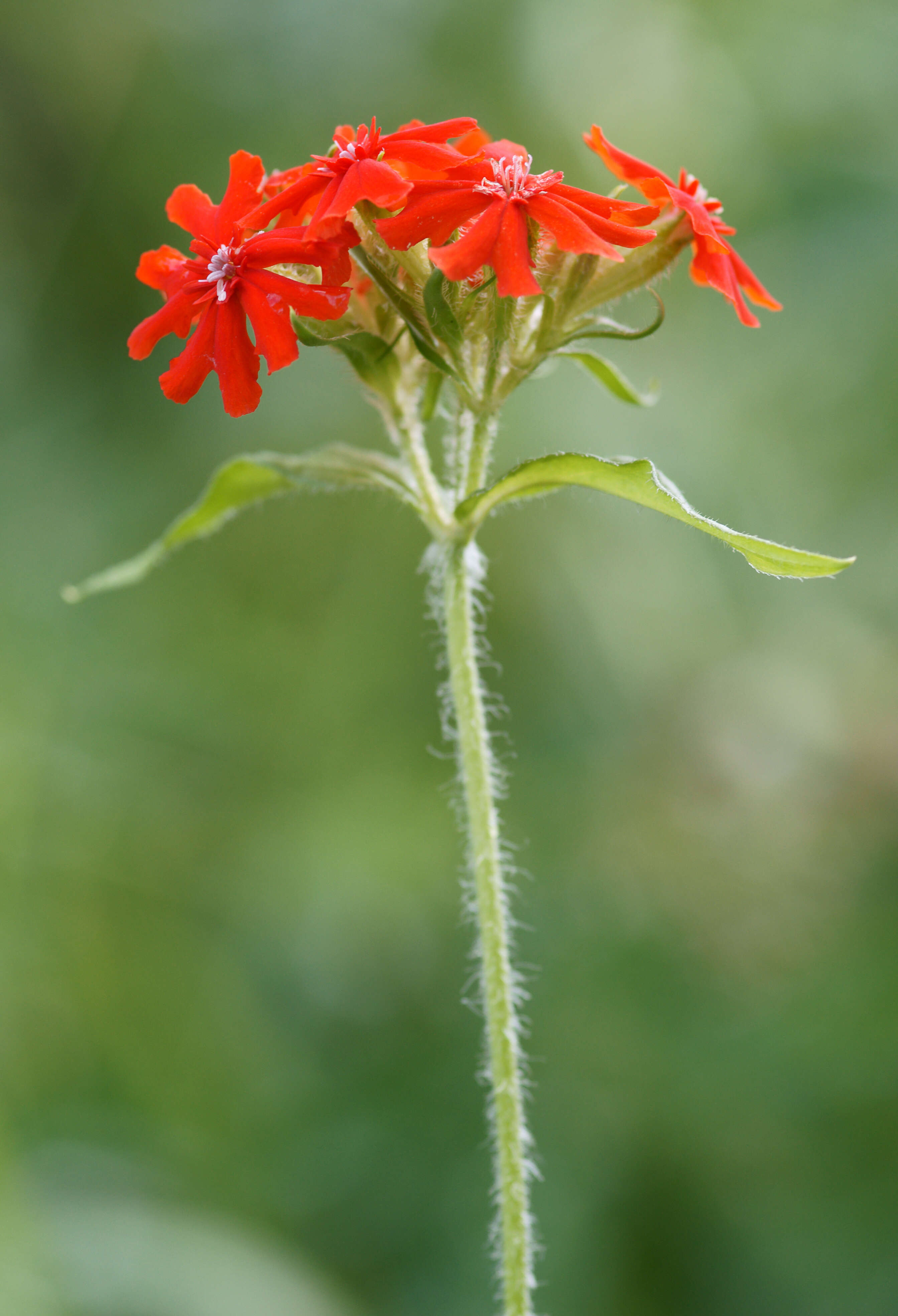 صورة Silene chalcedonica (L.) E. H. L. Krause