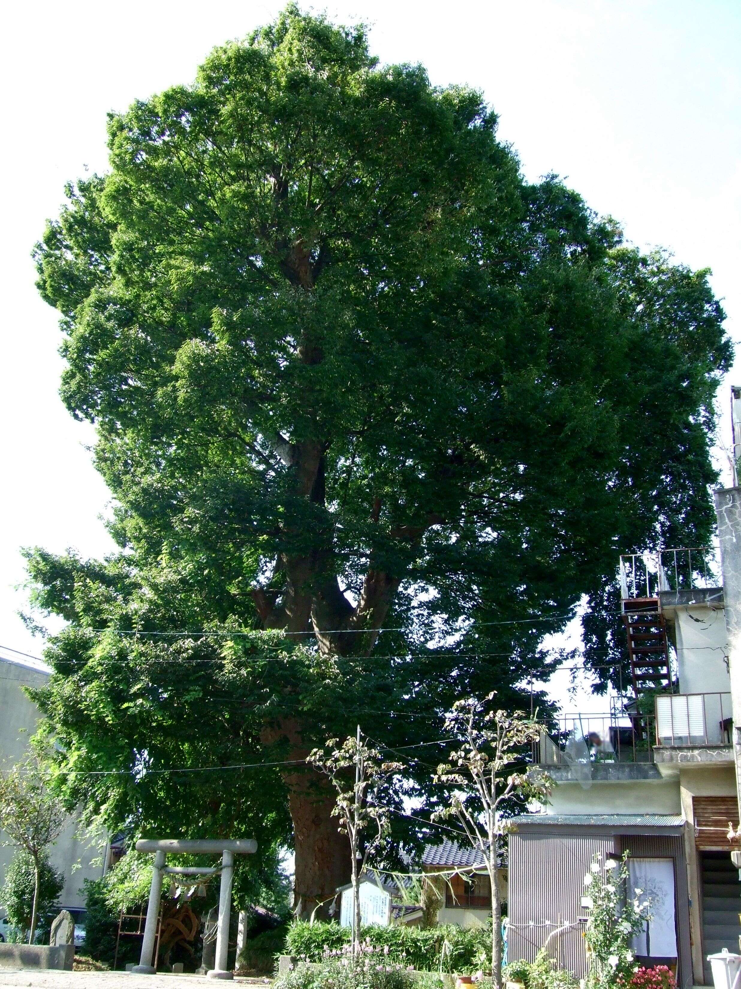 Imagem de Zelkova serrata (Thunb.) Makino