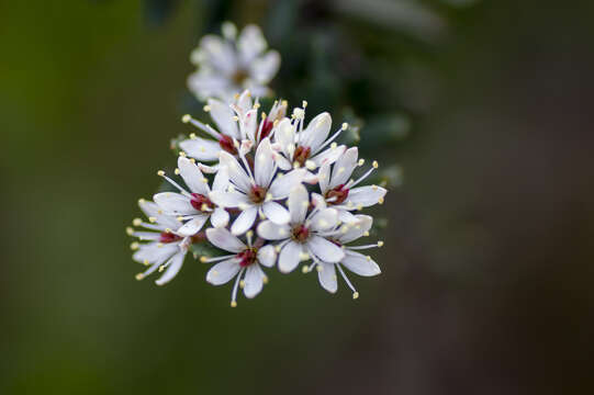 Image of Leionema bilobum subsp. bilobum