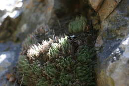 Слика од Haworthia cooperi var. isabellae (Poelln.) M. B. Bayer