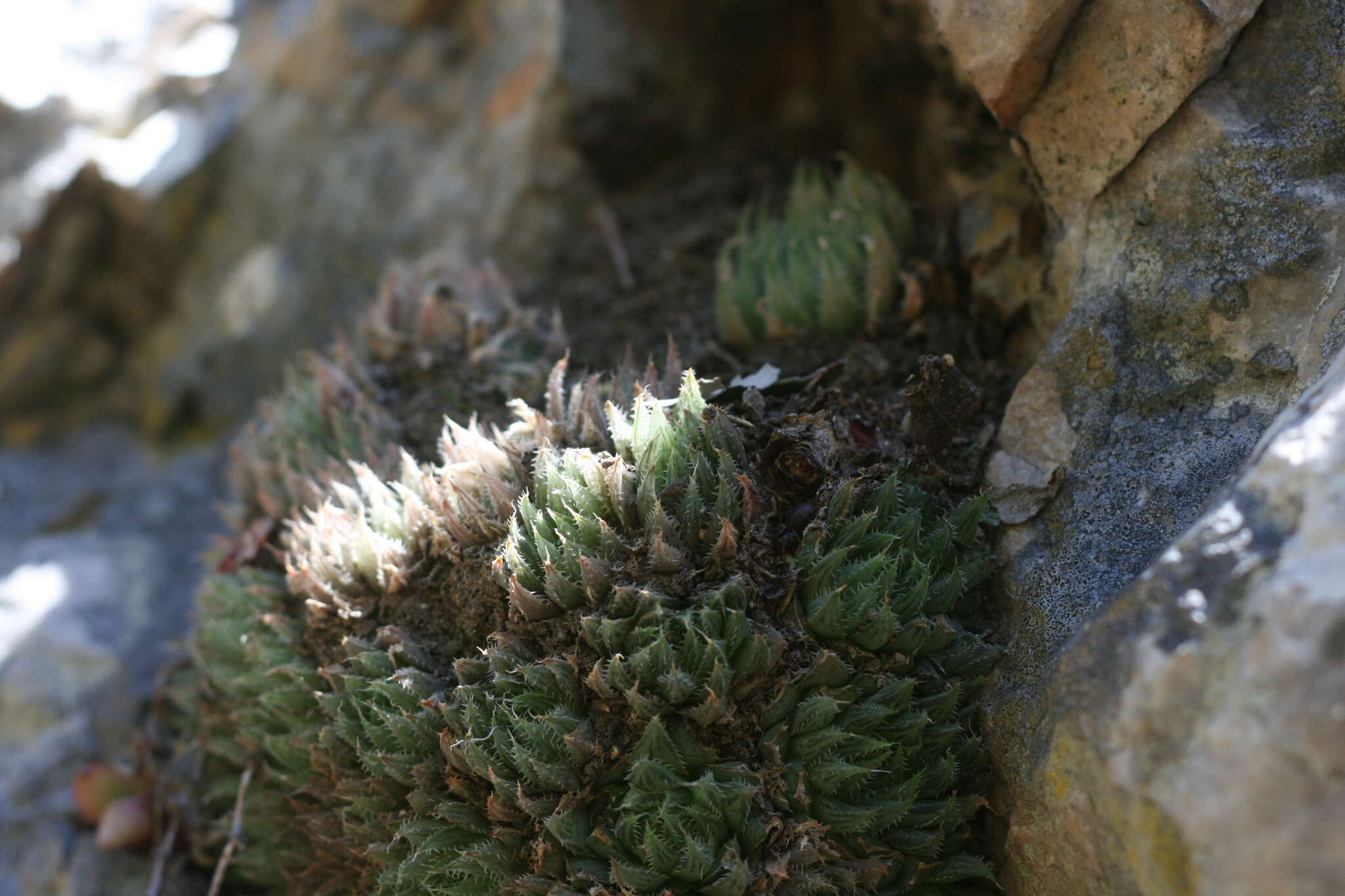 Image of Haworthia cooperi var. isabellae (Poelln.) M. B. Bayer