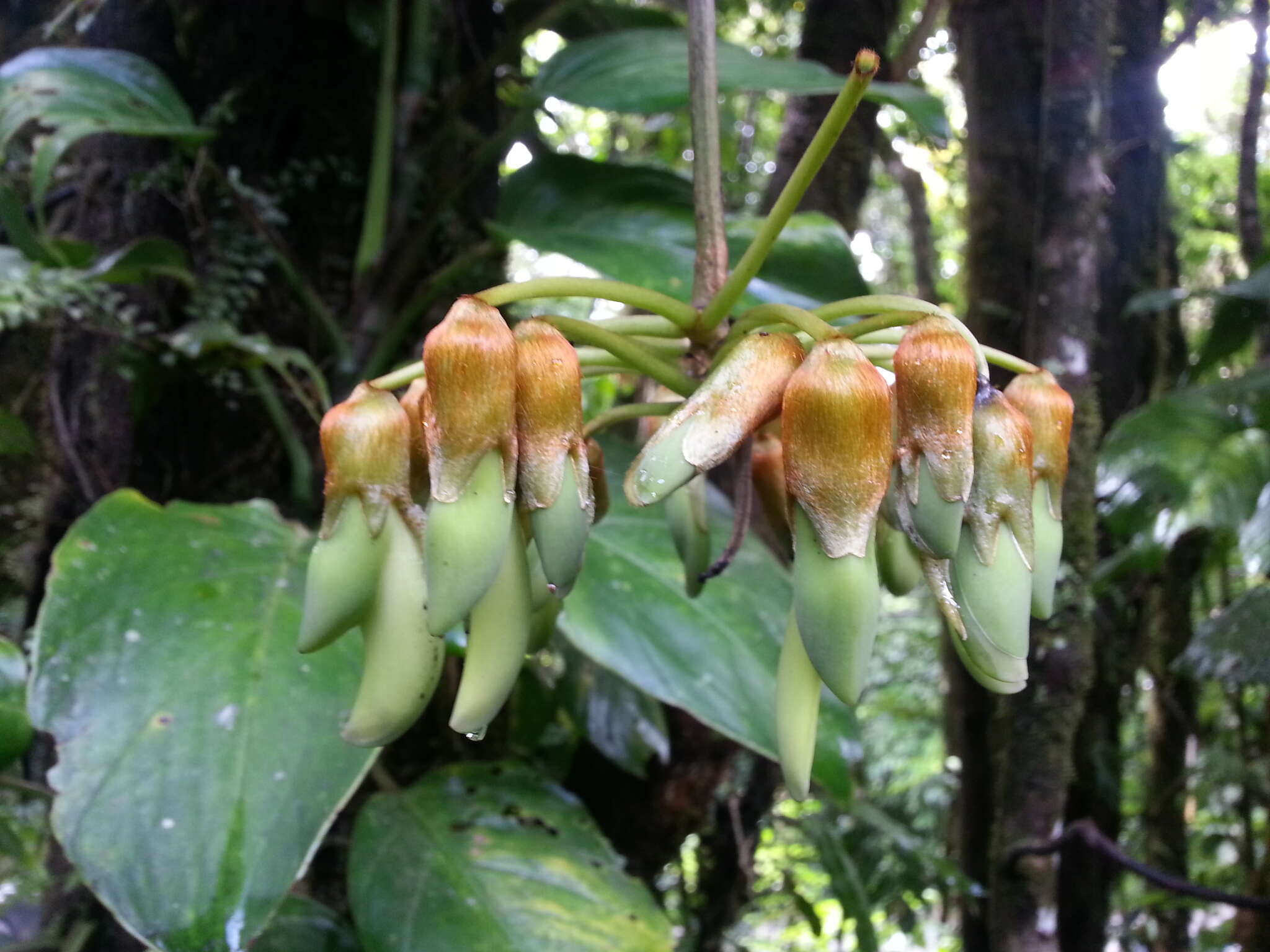 Sivun <i>Mucuna monticola</i> N. Zamora, T. M. Moura & A. M. G. Azevedo kuva