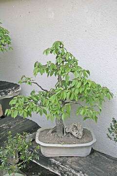 Image of European hornbeam