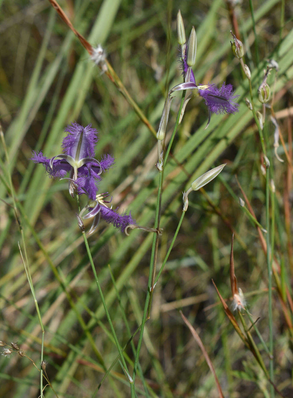 Image of Thysanotus tuberosus subsp. tuberosus