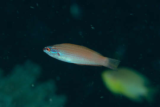 Image of Japanese wrasse