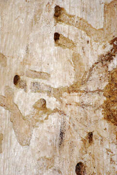 Image of european spruce bark beetle