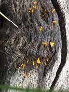 Image de Calocera guepinioides Berk. 1845