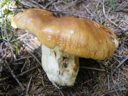 Image of Stinking Russula