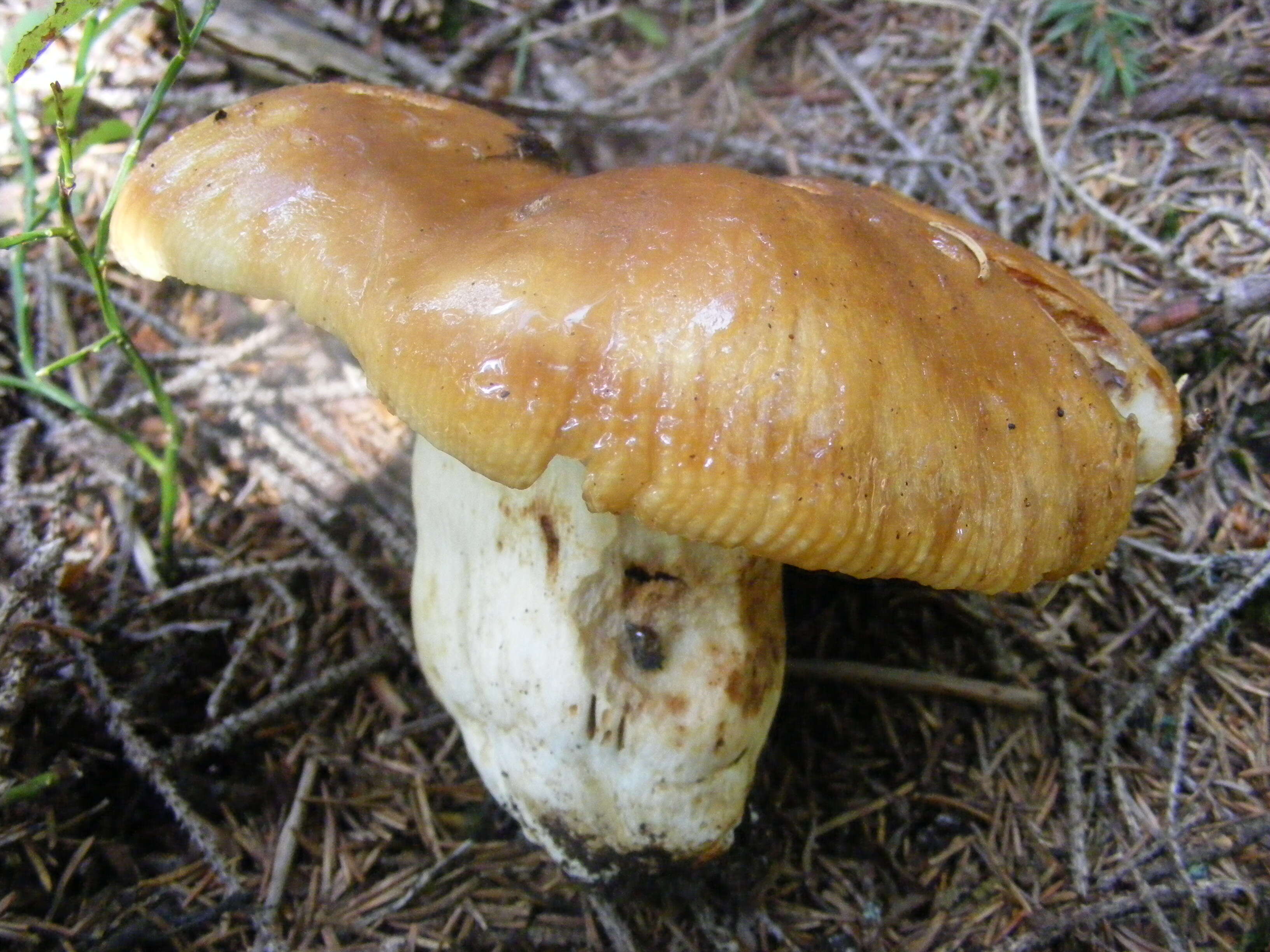 Image of Stinking Russula