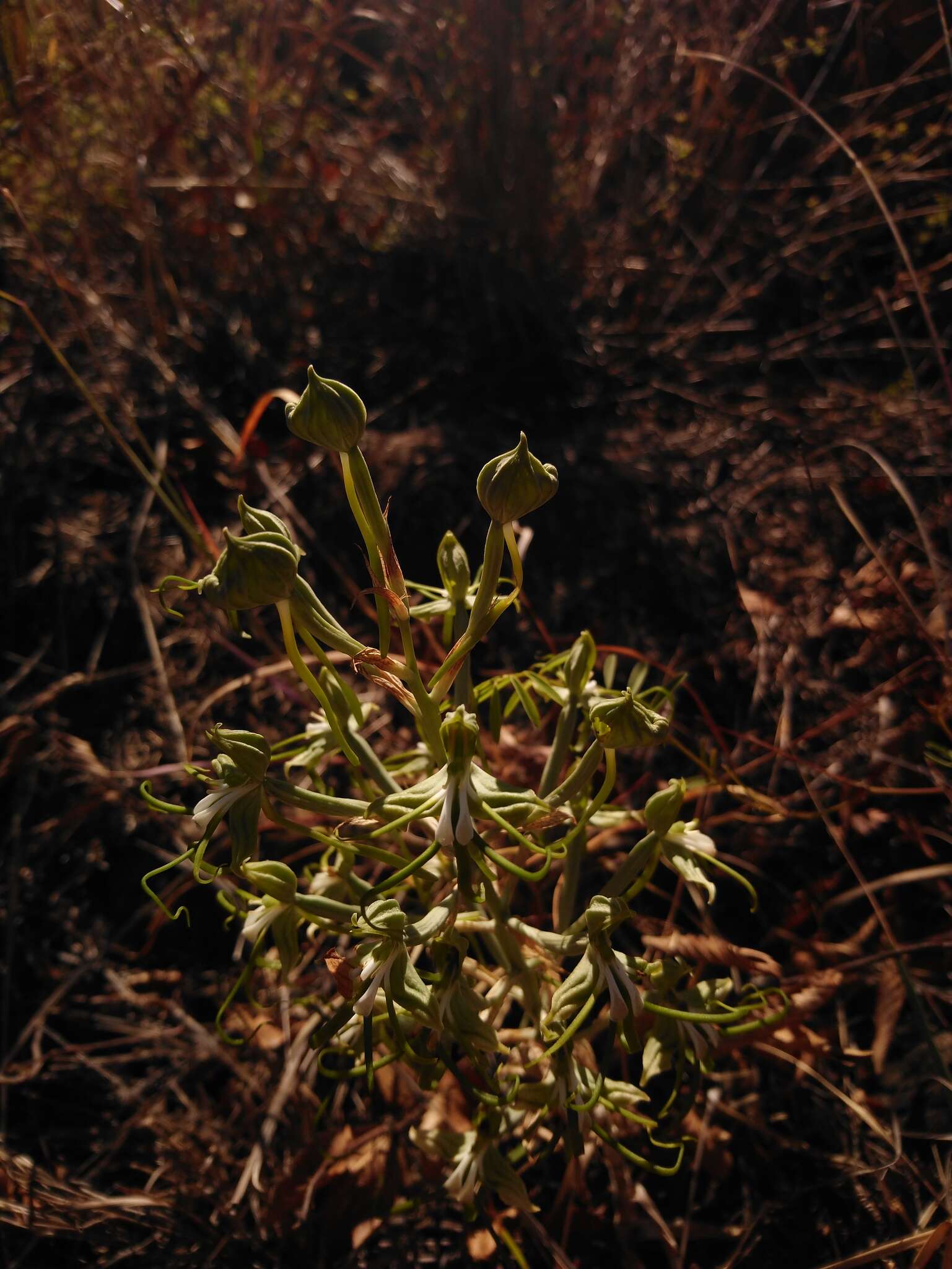 Bonatea porrecta (Bolus) Summerh. resmi