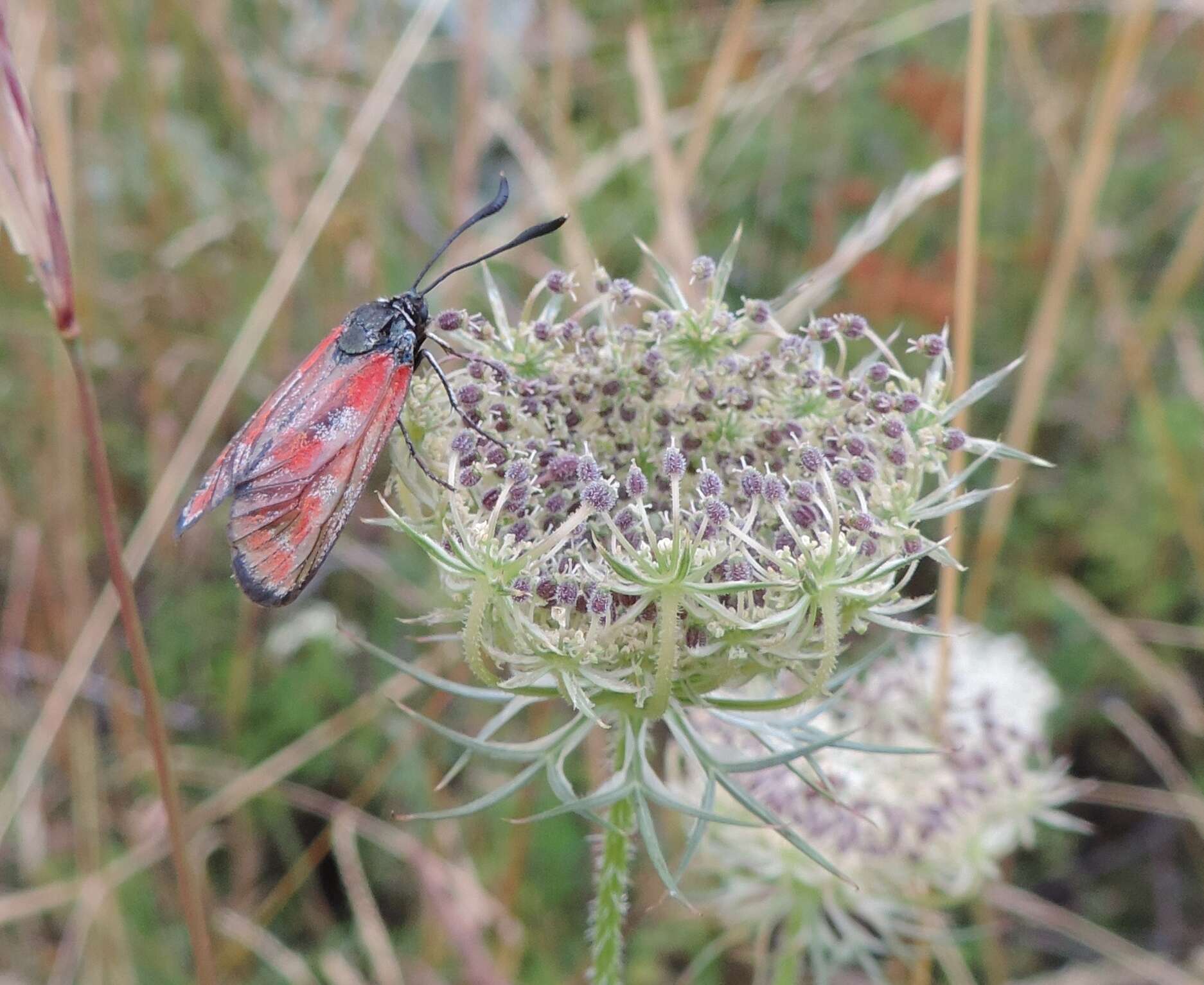 Image of Zygaena hilaris Ochsenheimer 1808