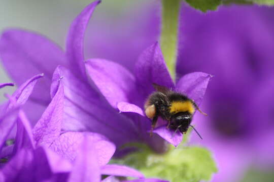 Image of Early bumblebee