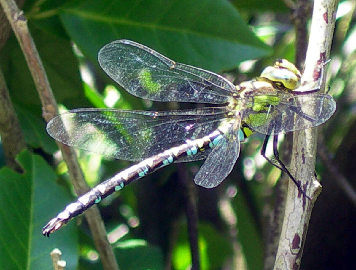 Image of Blue Hawker