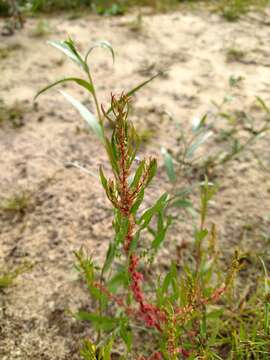 Rumex ucranicus Fisch. resmi