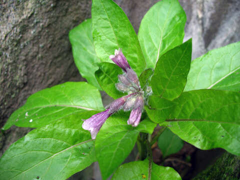 Image of Physochlaina orientalis (M. Bieb.) G. Don