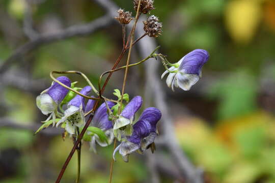 Image of Aconitum stoloniferum Vorosh.