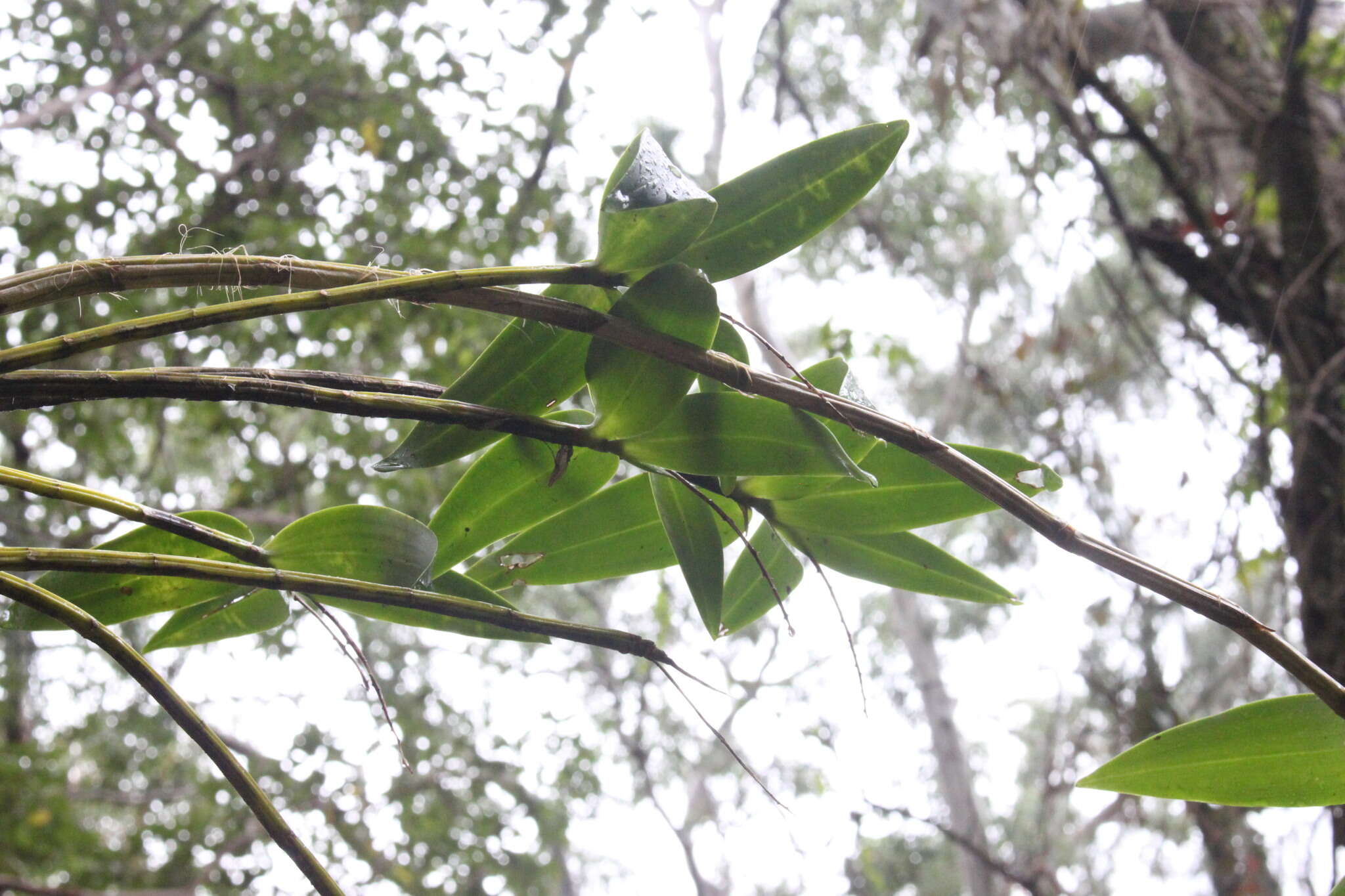 Слика од Dendrobium gracilicaule F. Muell.