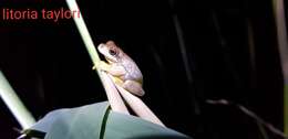 Image of Laughing Tree Frog