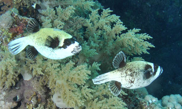 Image of Masked Puffer