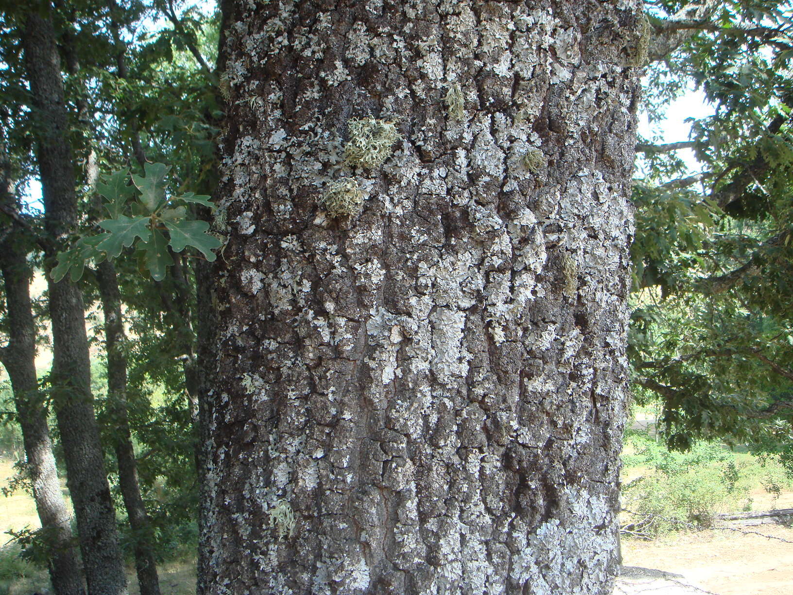 Image of Iberian white oak