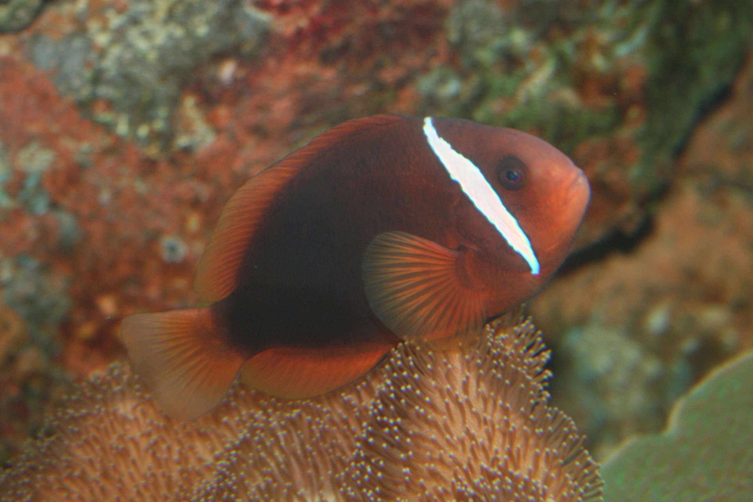 Image of Blackback anemonefish