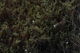 Image of Frankenia pauciflora DC.