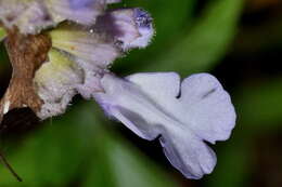 Imagem de Salvia compsostachys Epling
