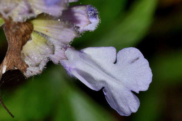 Image of Salvia compsostachys Epling