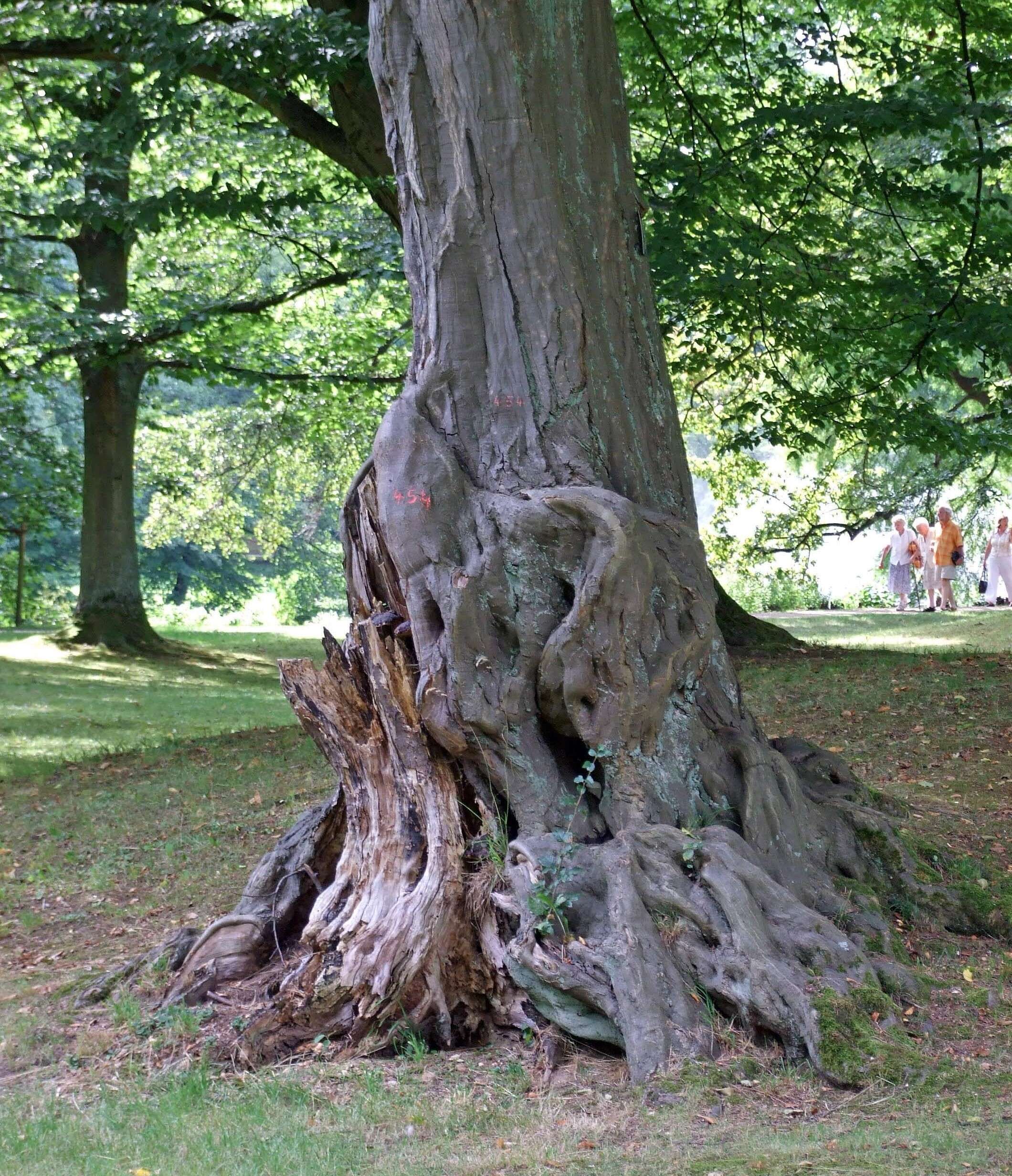 Image of European hornbeam