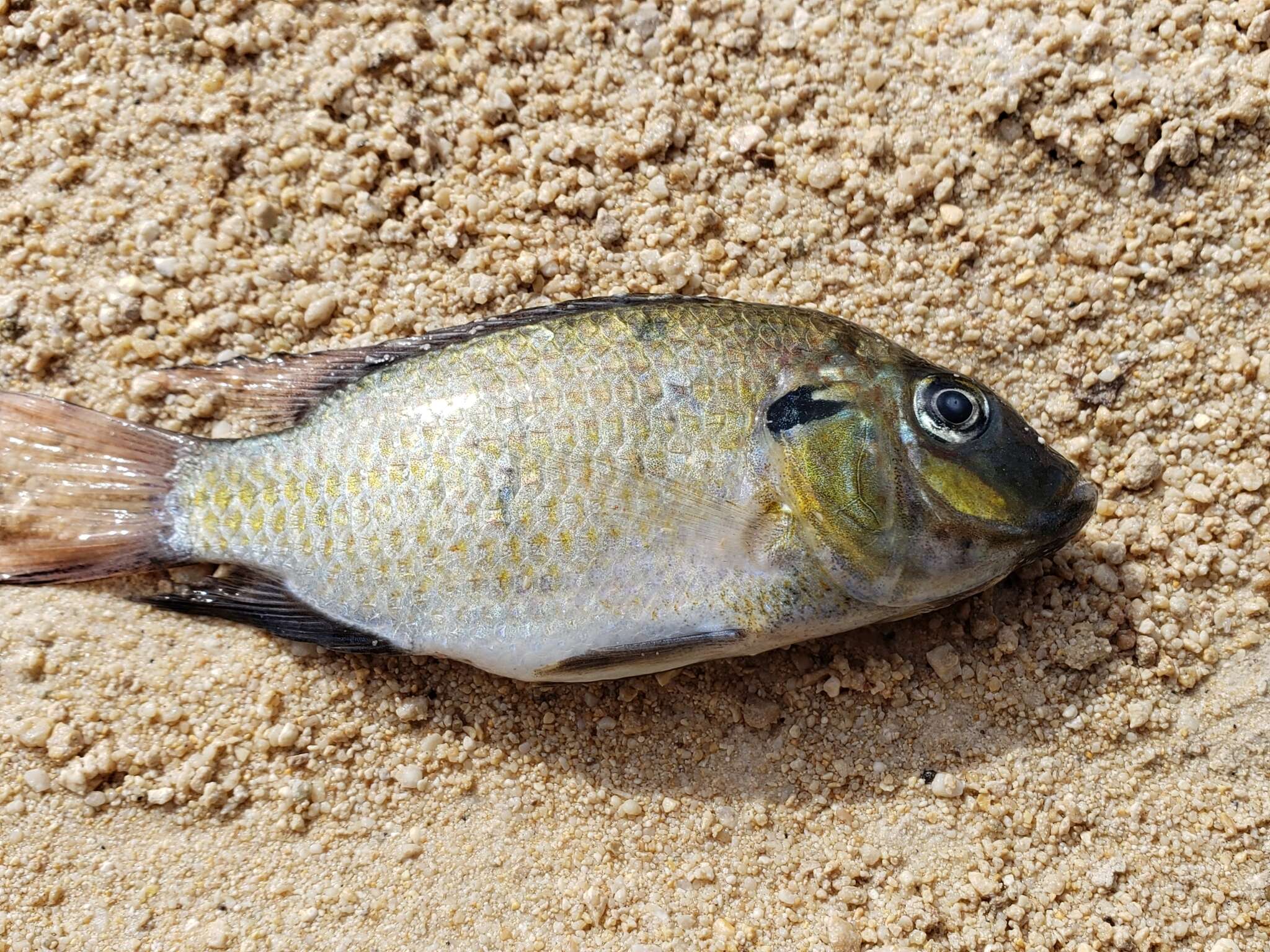 Image of Blackchin mouthbrooder