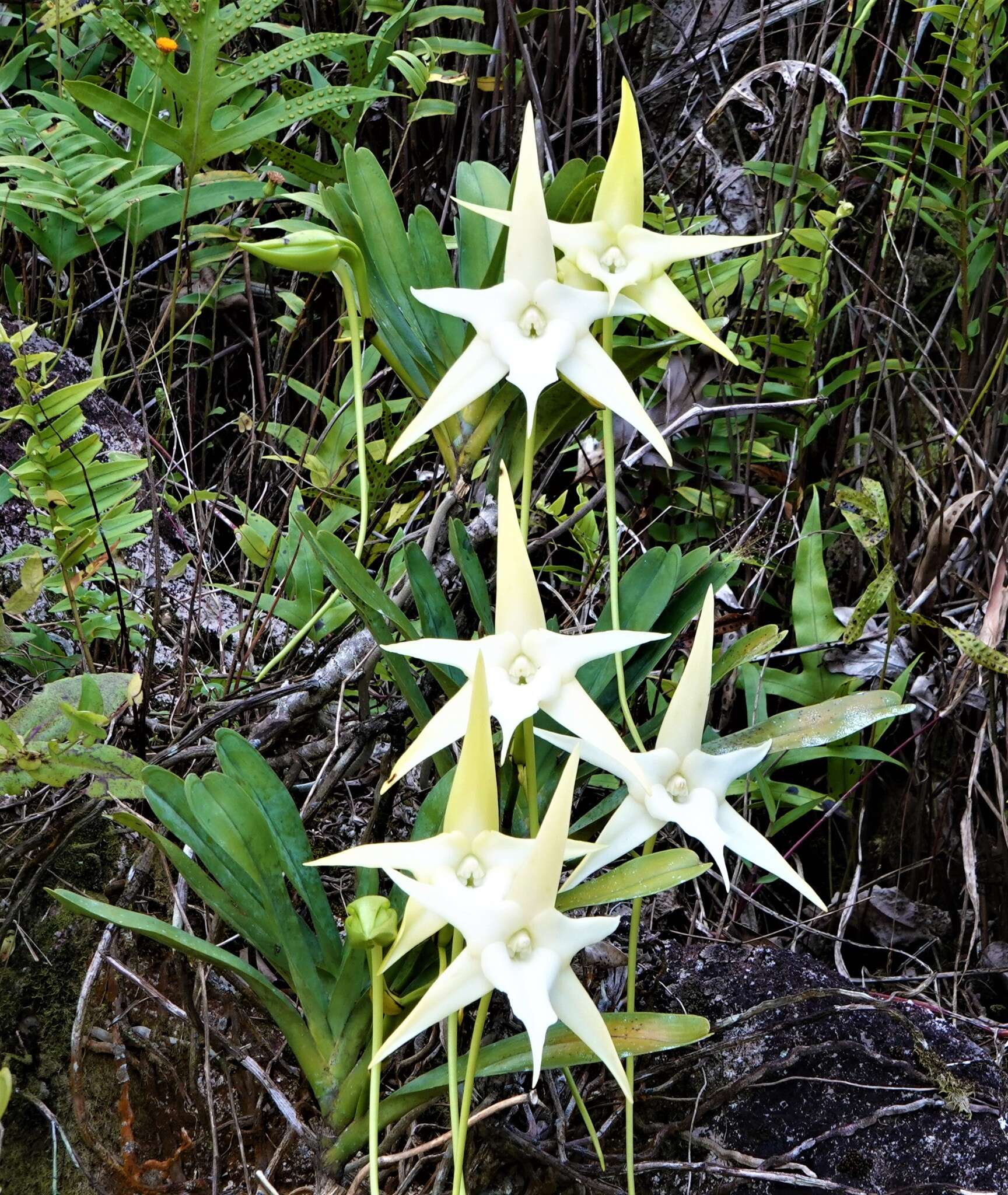 Image de Étoile de Madagascar