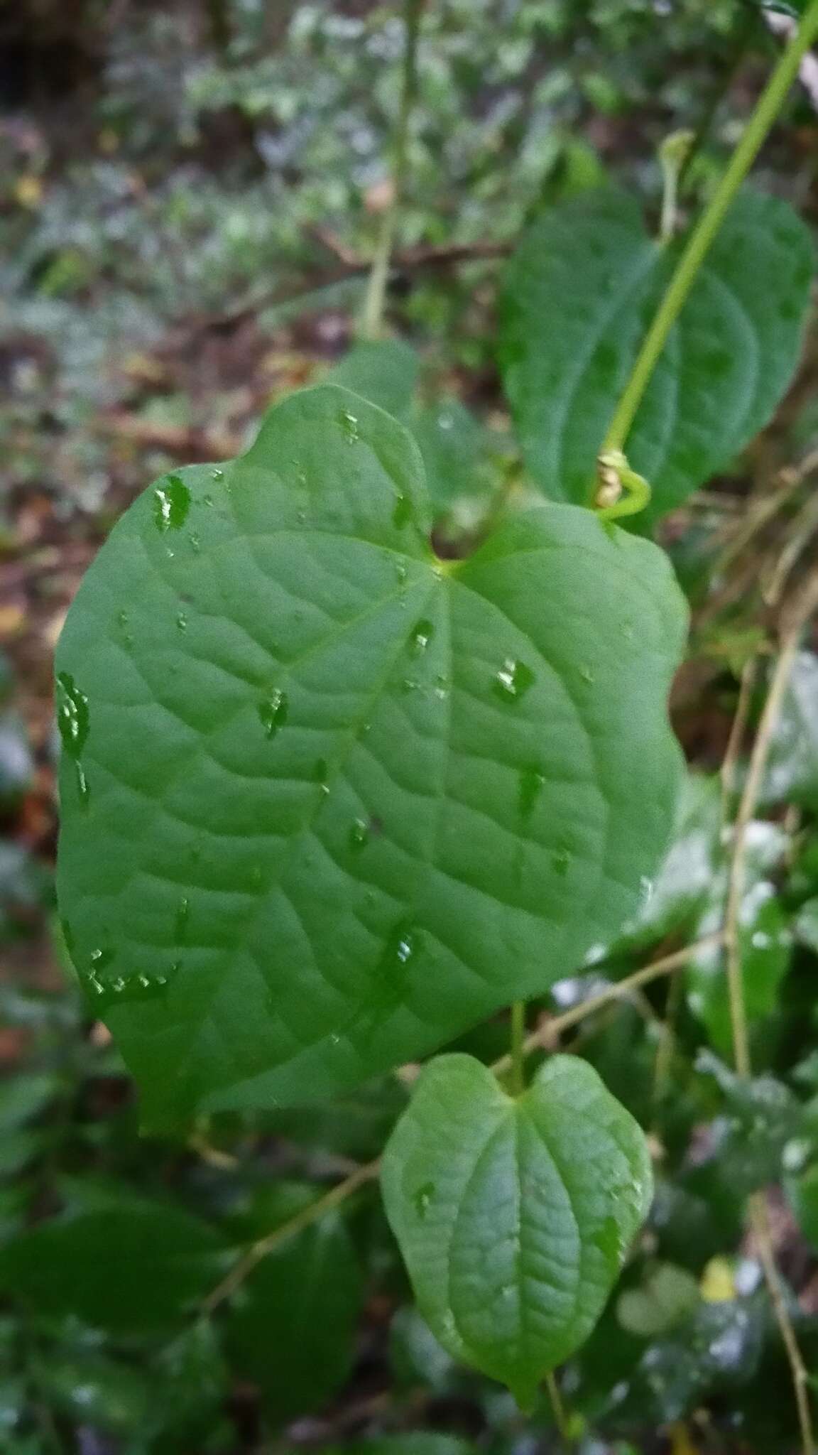 Sivun Dioscorea bako Wilkin kuva