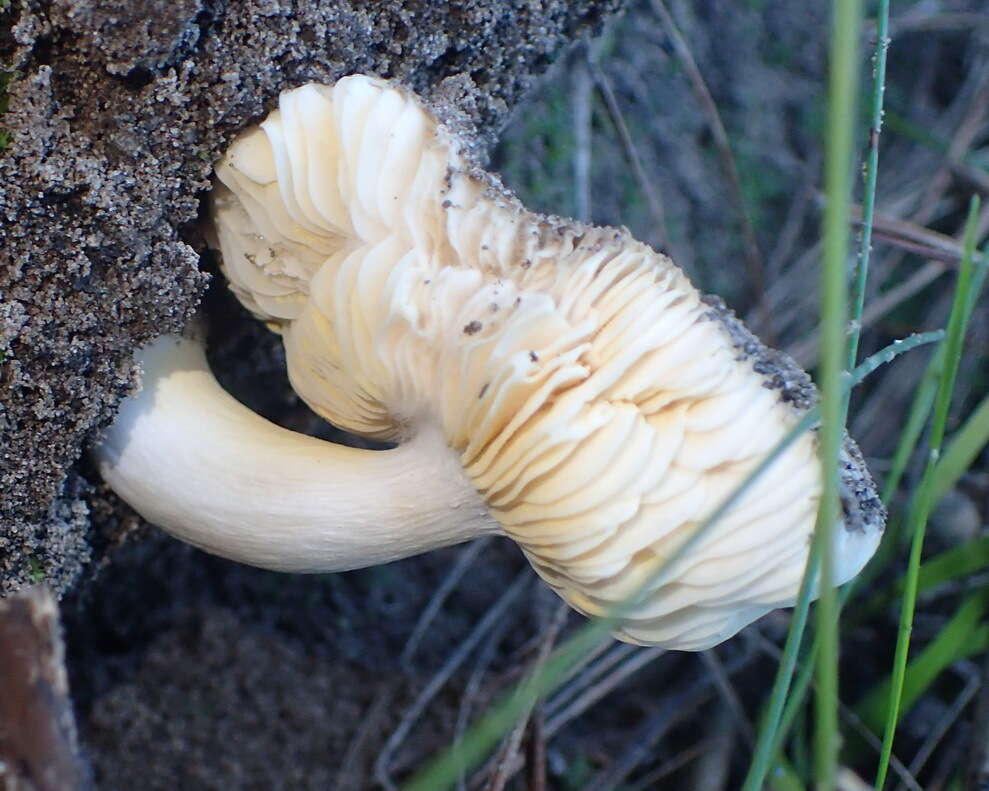 Image of Russula sororia (Fr.) Romell 1891