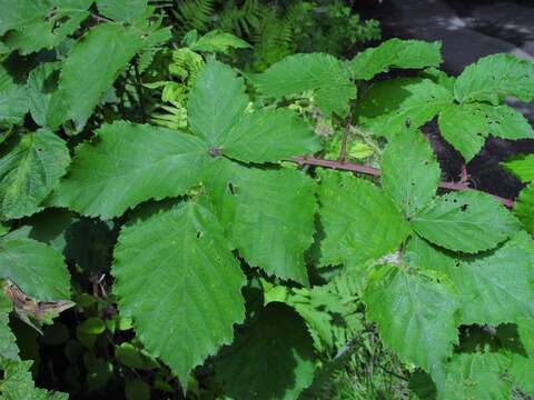 Image of Rubus incurvatus Bab.