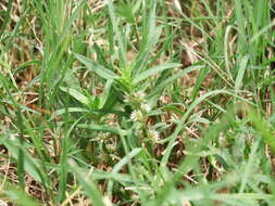 Image of sessile joyweed