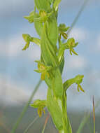 Image of Habenaria pseudociliosa Schelpe ex J. C. Manning