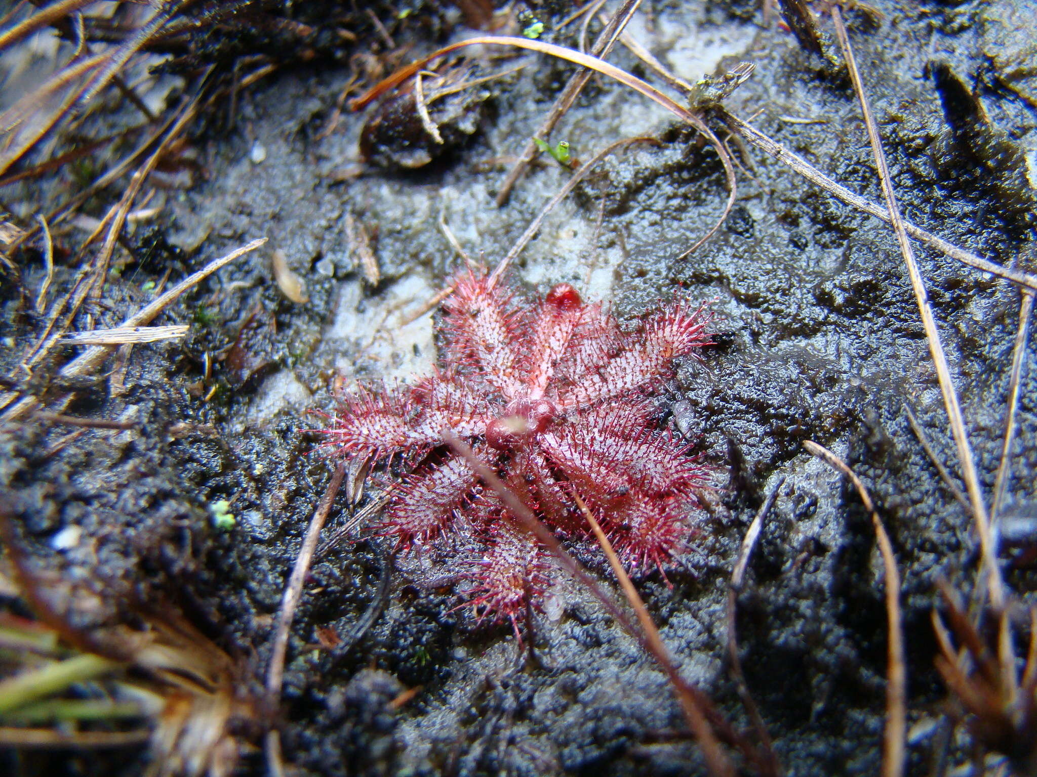 Image of Drosera montana St. Hil.